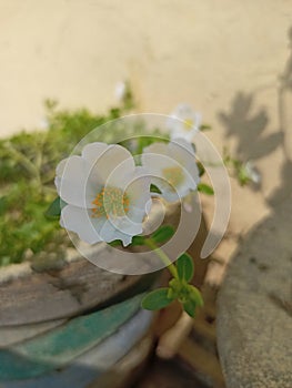 BrahmiÂ is a small succulent herb with numerous branches, rooting at the nodes.